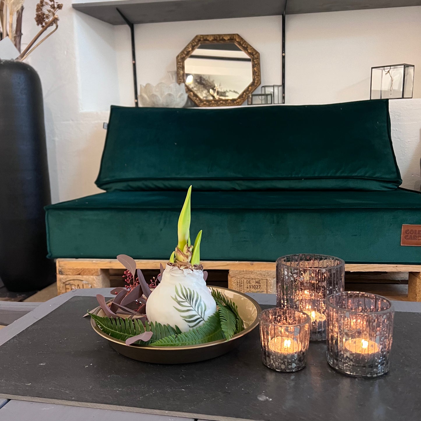 Amaryllis in Wachsmantel