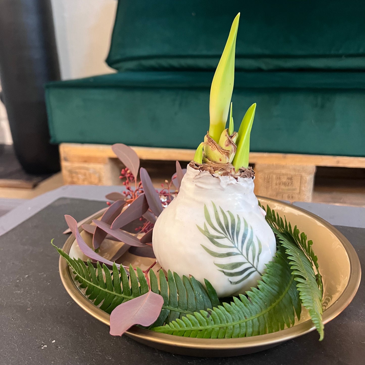 Amaryllis in Wachsmantel
