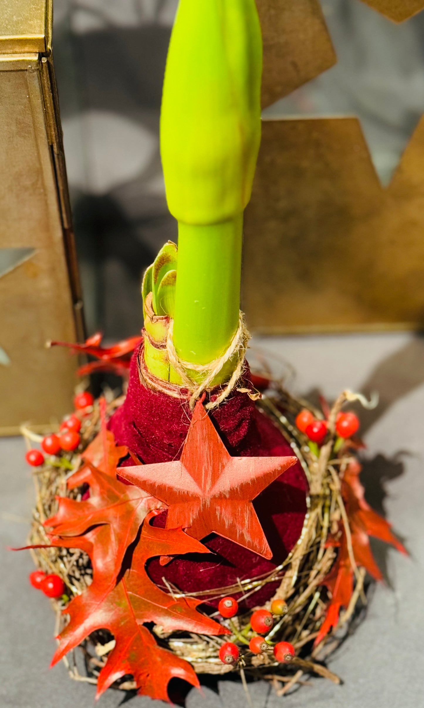 Amaryllis in Samtmantel