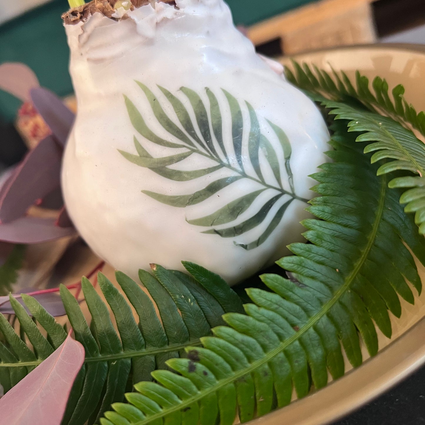 Amaryllis in Wachsmantel